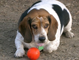túlsúlyos Beagle